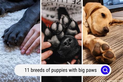 11 Breeds Of Puppies With Big Paws Photos Oodle Life