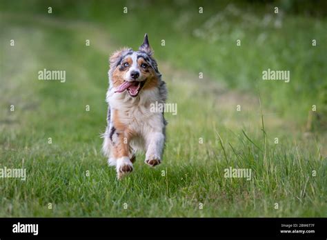 Dog Australian Shepherd Blue Merle Running Fast On German Inner Border