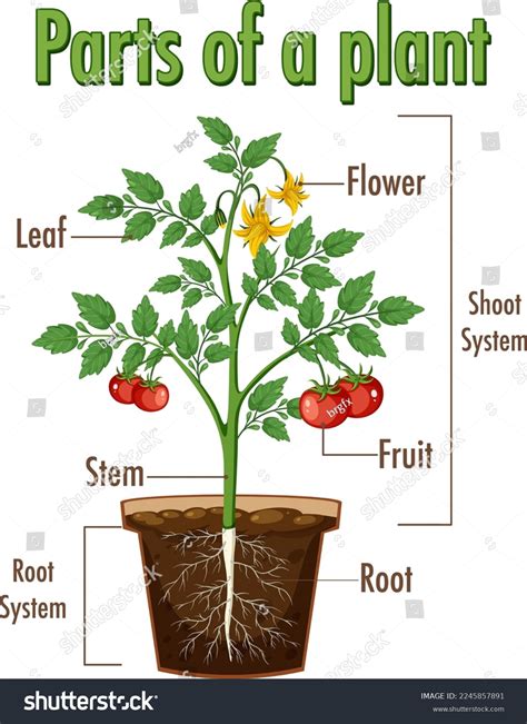 Parts Of A Plant And Their Functions With Diagram 54 Off