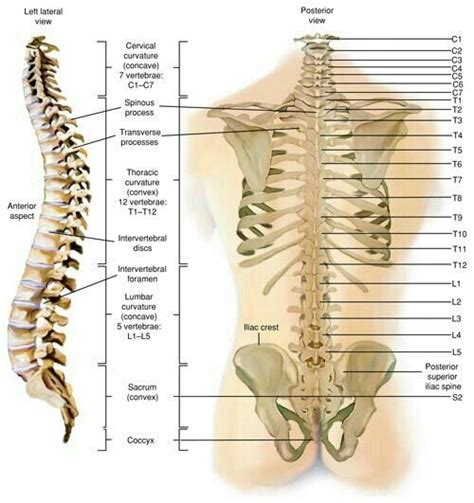 If you have useful subclasses or utilities of your own, please send a pull request. Skeletal Anatomy Spinal Column | Human spine, Thoracic ...