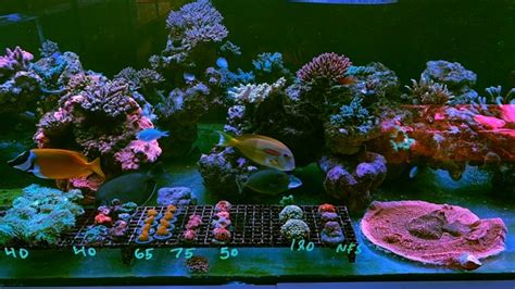 Blue World Aquariums In Victoria Bc Celebrates One Year Anniversary