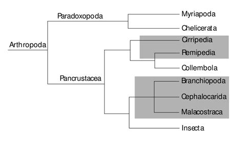 Filearthropod Phylogeny Hassanisvg Wikimedia Commons