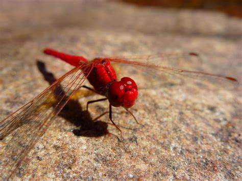 Dragonfly Flickr