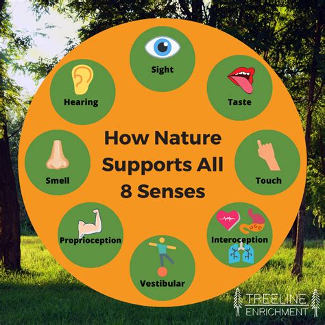 How Nature Supports All 8 Senses Treeline Enrichment