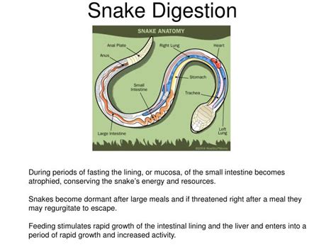 Ppt Chapter 31 Reptiles And Birds Powerpoint Presentation Id3514011