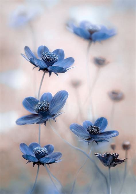Cosmos Azules Flower Pictures In 2019 Flowers Garden Beautiful