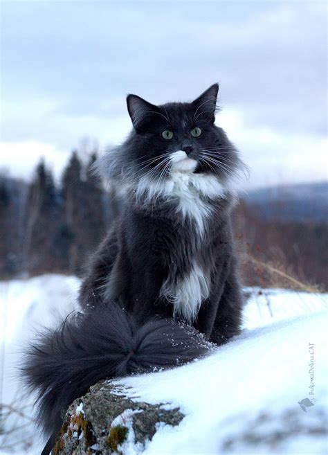 Idea By Jewell Harmon On Cats Norwegian Forest Cat