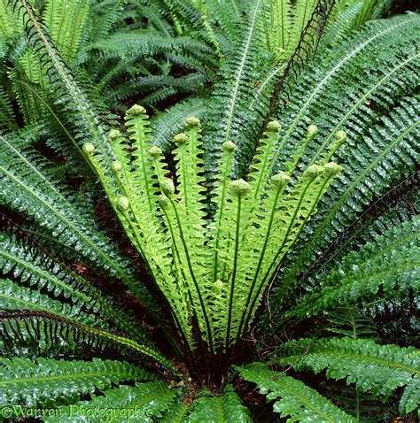 New Zealand Rainforest Fern Photo Wp01728