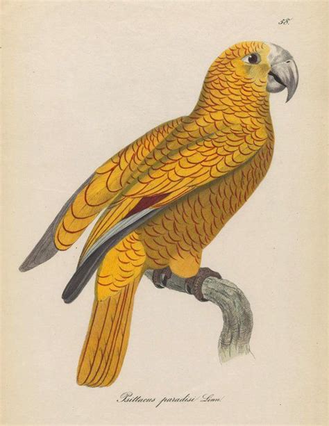 Vintage Parrot Print A Printable Digital Image For Home Decor And More