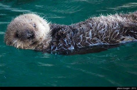 Come See The Otters Seattle Aquarium Seattle Aquarium Otter Love Sea Otter