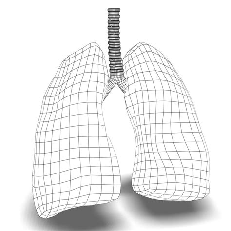 Anatomie Der Lunge 3d Modell 49 3ds C4d Fbx Lwo Lxo Ma Max