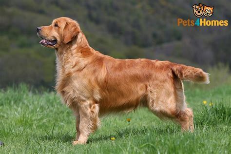 Golden Retriever Dog Breed Facts Highlights And Buying