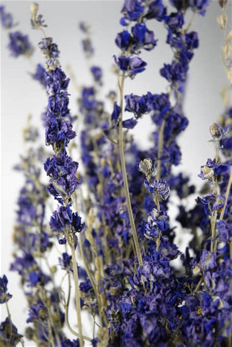 Urbanstems makes ordering and delivering beautiful flower bouquets a breeze. Dried Larkspur Purple 15 stems