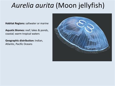 Ppt Citizen S Science With Jellywatch Powerpoint Presentation Free