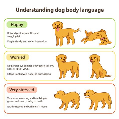 Dog Body Language Cues Spot Signs Of Fear Stress Aggression