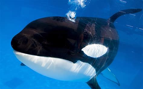 Kayla A 30 Year Old Orca Dies At Seaworld Cnn