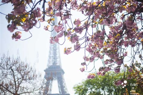 5 Beautiful Places To See Cherry Blossoms In Paris Bulles De Joie