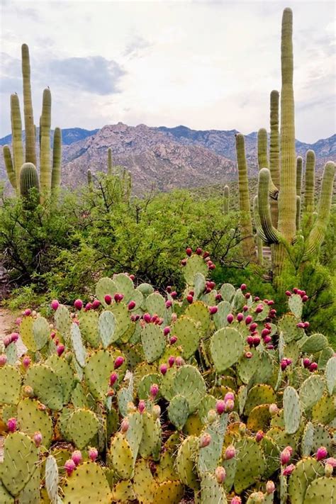 Check out stellar mountain views and spectacular desert sunsets! Catalina State Park, AZ. Photo credit: Arizona State Parks ...