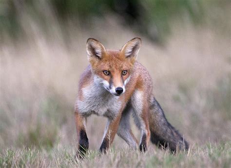 Red Fox Hunting Prey By Richard Mcmanus