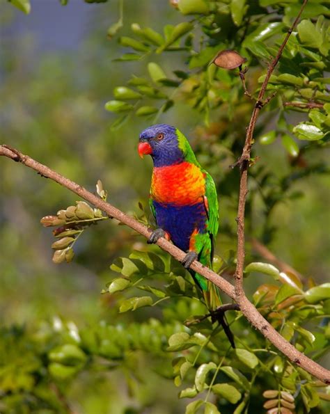 Rainbow Lorikeet Bird Branch Free Photo On Pixabay