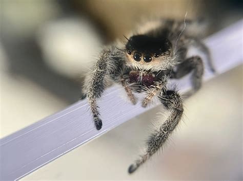 Nine Interesting Facts About Jumping Spiders Spiders Web Hq