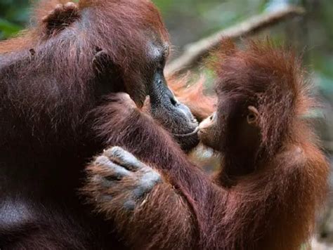Orangutan Facts Animal Facts Encyclopedia