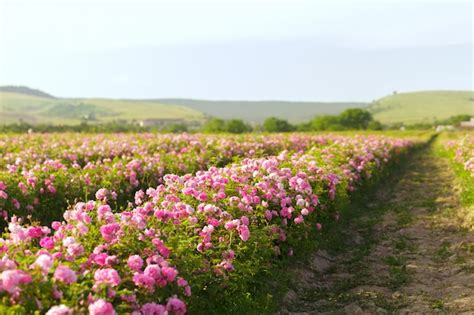 Premium Photo Field Of Roses