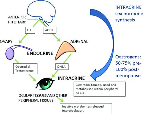 local synthesis of sex hormones are there consequences for the ocular surface and dry eye