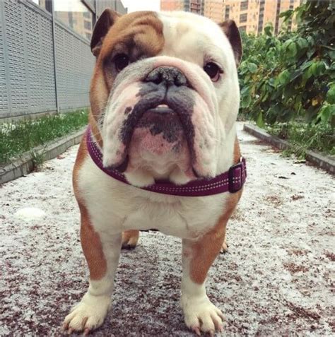 An english bulldog puppy's food must give him the energy he needs, but also take the underdeveloped digestive tract into account. 17 Reasons English Bulldogs Are The Worst Indoor Dog Breed ...