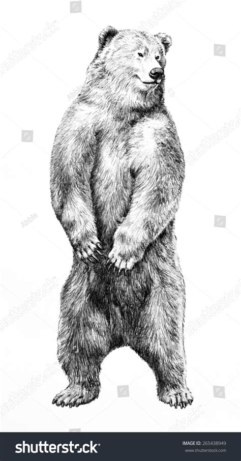 Hand Drawn Bear Standing On Hind Stock Illustration