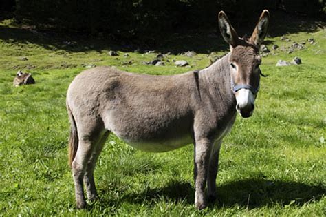 Donkey Facts About Donkeys