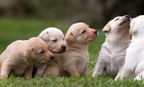 Check spelling or type a new query. Labrador Puppies in Oregon - Tidewater Retrievers Puppies | Puppies, Labrador puppy, Retriever puppy