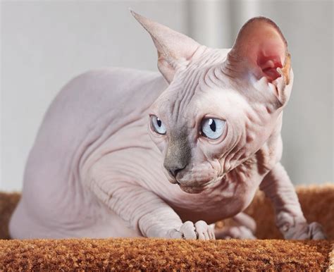 10 Most Popular Hairless And Unique Cat Breeds Four Paw Square