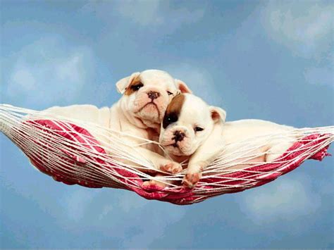 My Dreams Cute Pet Dogs Pictures And Images