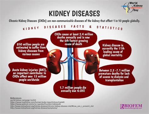 Kidney Facts What You Should Know Welcome To Biofemgroup