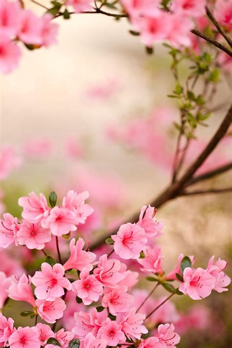 Spring Flowers Iphone Wallpaper Hd Azalea Flower Spring Flowers