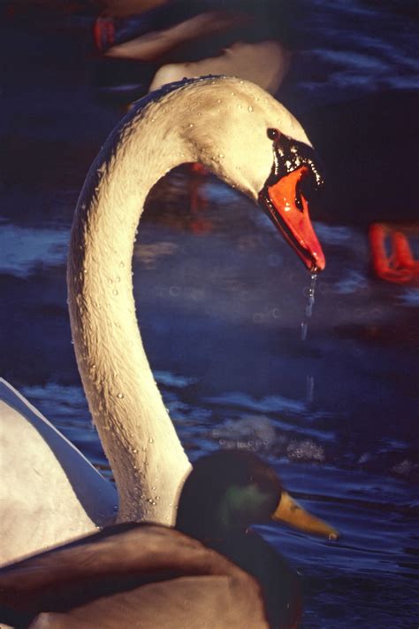 View the mute swan management plan. Mute Swans Serene & Peaceful? Baloney! | Tallahassee.com ...