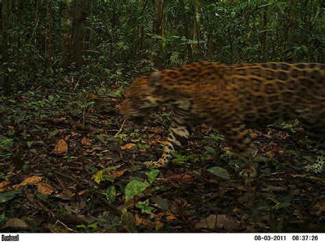 Jaguar Peruvian Amazon Expedition 2011 Copyright The Bri Flickr