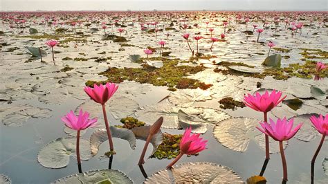 Visiting Red Lotus Lake In Ne Thailand Hole In The Donut Travel