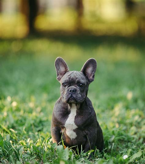 What do you need to know about the french bulldog life expectancy? 10 key tips for French Bulldog owners - French Bulldog Breed