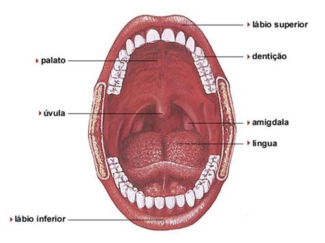 1 Boca e Cavidade Bucal Sistema Digestório Cavidade bucal