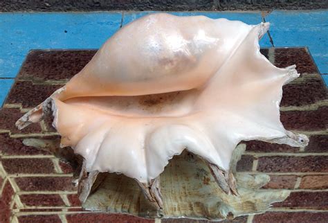 Stunning Large Sea Shell Sold Large Sea Shells Sea Shells Antiques