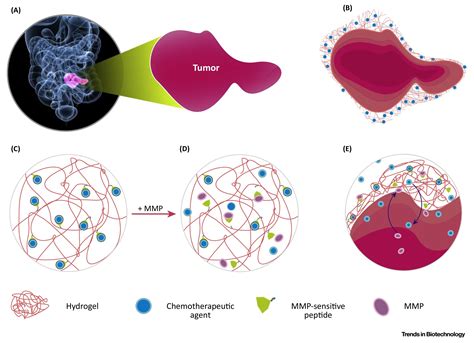Engineered Hydrogels In Cancer Therapy And Diagnosis Trends In