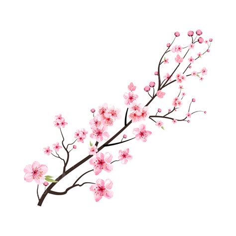 Sakura Cherry Blossom Vector Art Png Cherry Blossom Png With