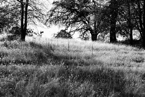 Black And White Field With Trees Photograph By Serena King Fine Art