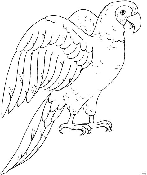 Parrot Coloring Pages Macaw Drawing Outline Kids Cool2bkids Printable