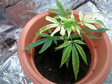 The main cause of a potassium deficiency is the lack of potassium in the growing medium. How to Identify And Fix Potassium Deficiency In Cannabis ...