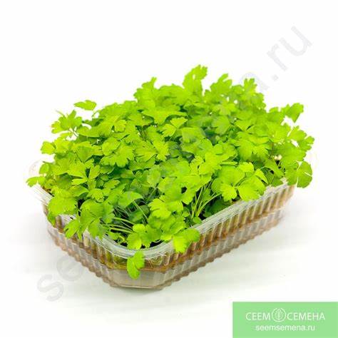 Сельдерей отзывы диета СЕЛЬДЕРЕЙ БОДРОСТЬ семена микрозелени | СЕЕМ СЕМЕНА микрозелени СЕЛЬДЕРЕЙ БОДРОСТЬ семена микрозелени | СЕЕМ СЕМЕНА микрозелени Сельдерей отзывы диета