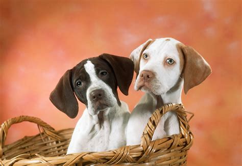 The cheapest offer starts at £400. english pointer - Animal Stock Photos - Kimballstock
