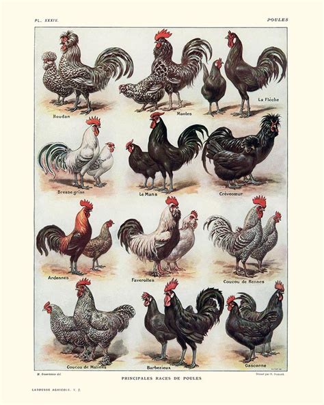 Chickens Hens And Roosters Breeds Vintage Print Rooster Breeds